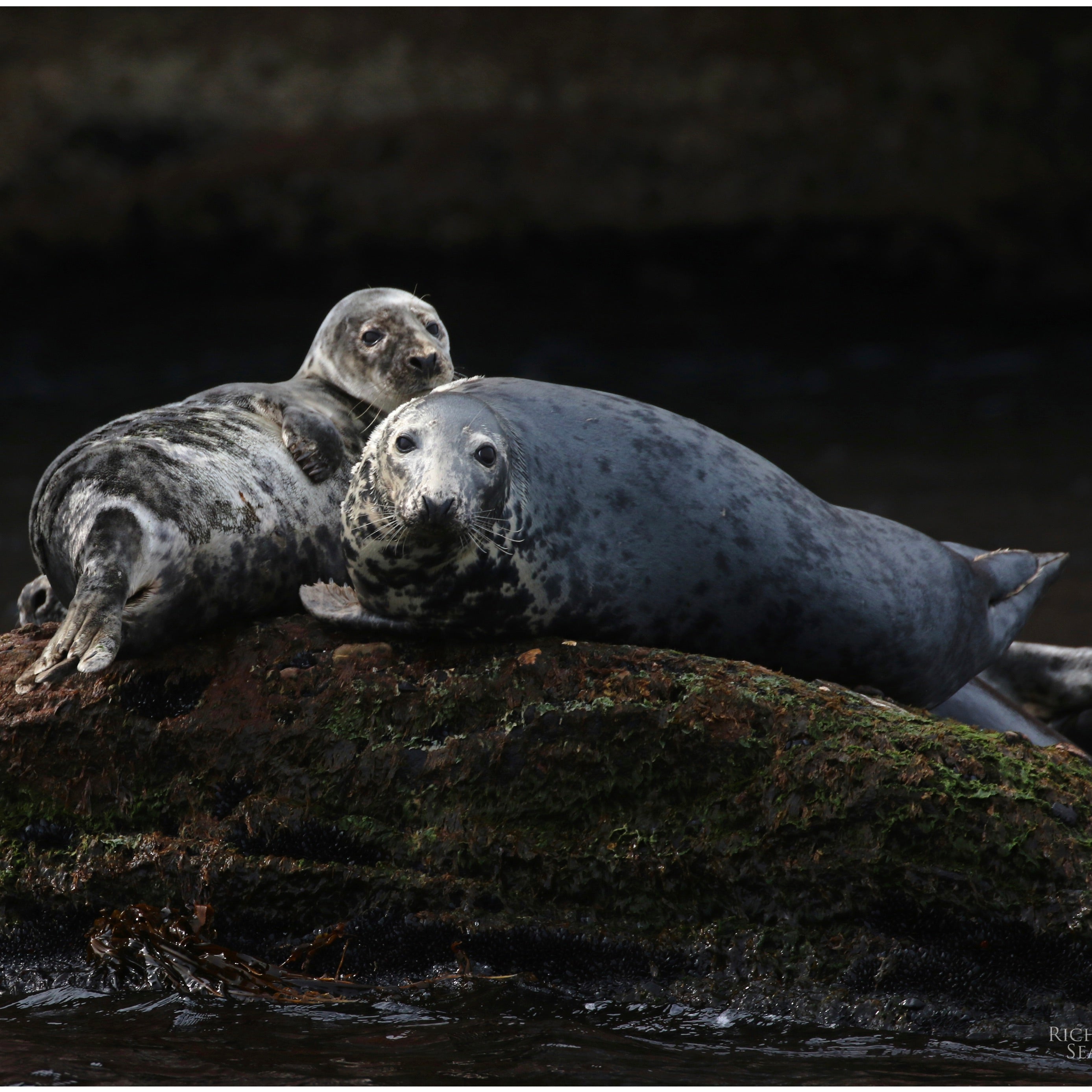 CALENDRIER - 2026-27 (17 mois)