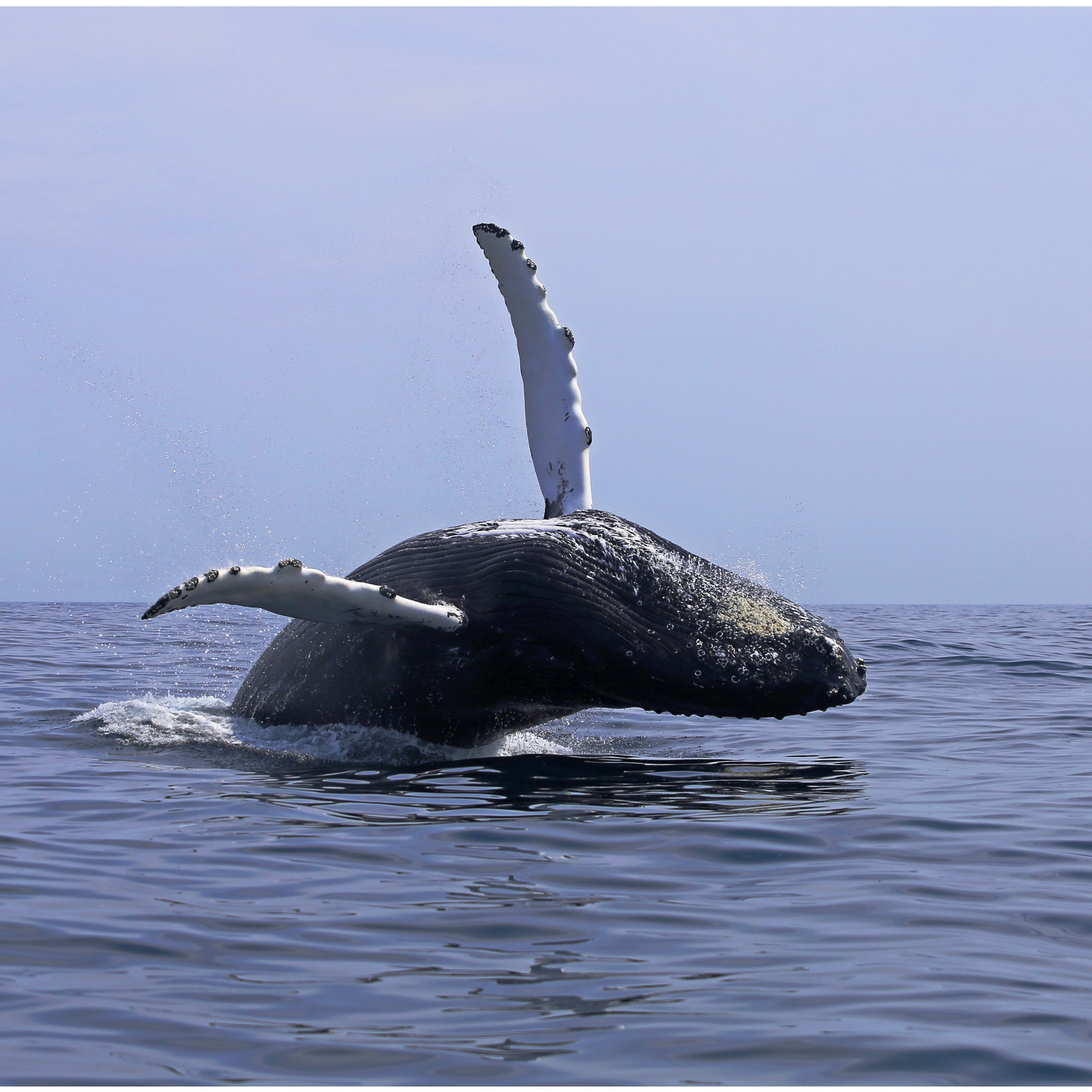 CALENDRIER - 2026-27 (17 mois)